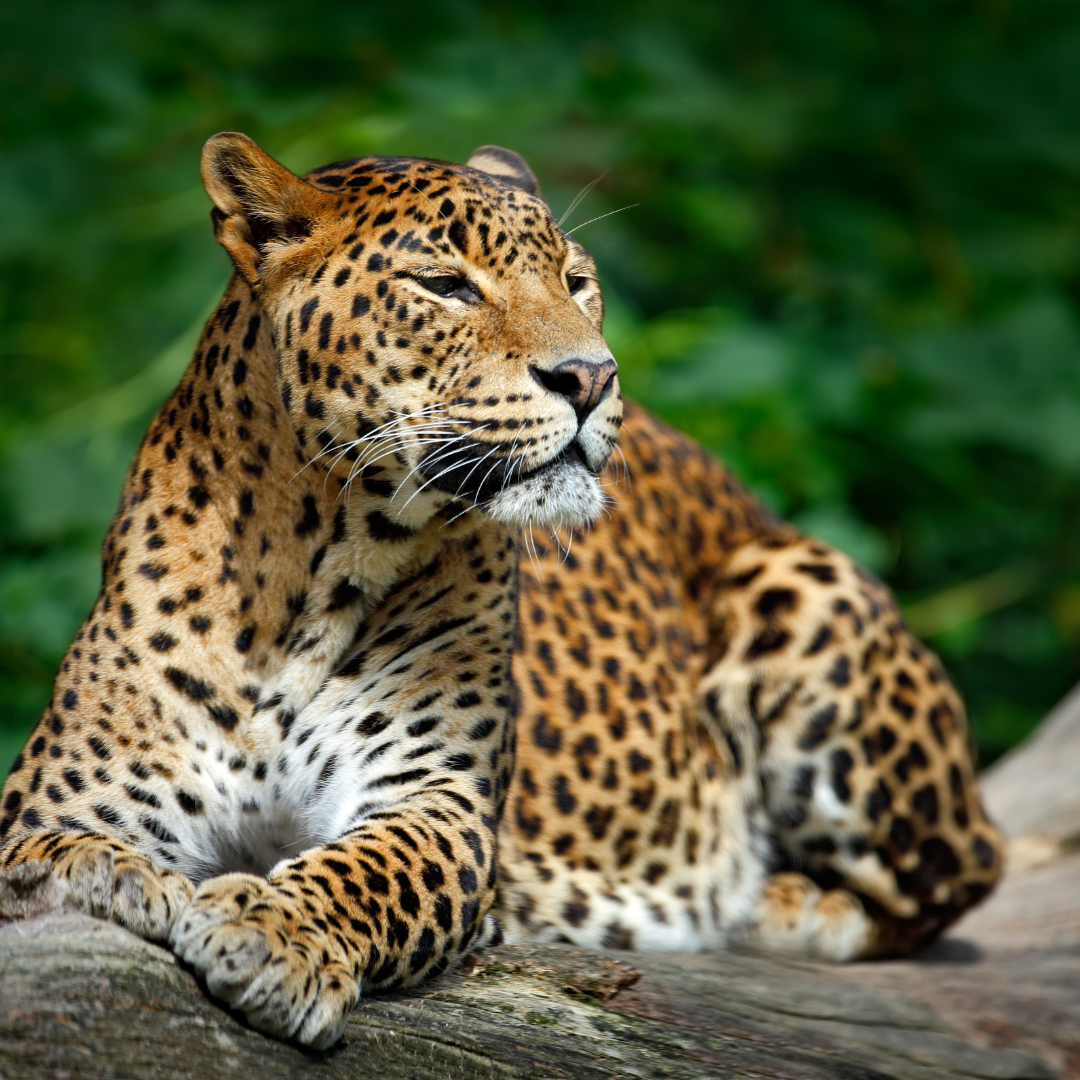 Leopard